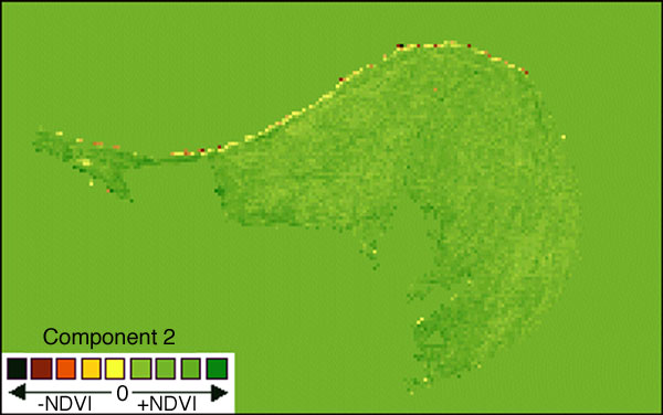 bottomland forest image