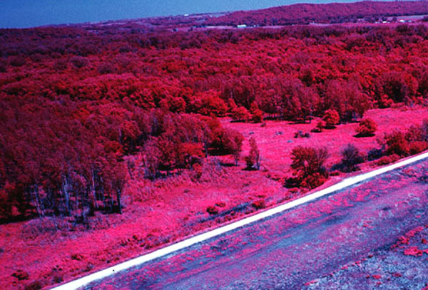 aerial photo of bottomland forest