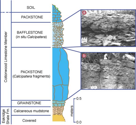 Cottonwood Limestone Member made of (from top) packstone, bafflestone, packstone, and grainstone. Bafflestone has in situ calcipatera and lower packstone has Calcipatera fragments.