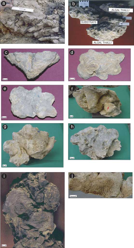 10 color photos of example Calcipatera fossils.