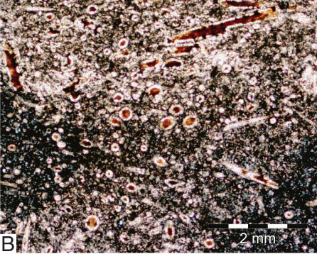 Core photo, Sponge Spicule-rich Wackestone/Packstone Facies.