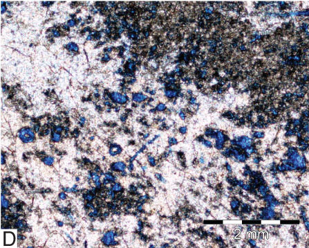 Core photo, Sponge Spicule-rich Wackestone/Packstone Facies.