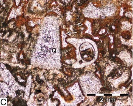 Core photo, Silicified EWPG Facies.