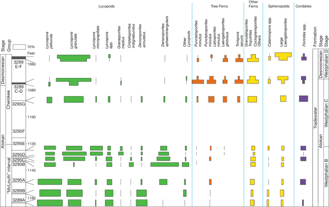 Most Lycopods in McLouth interval except for granulata which is in Cherokee also; Ferns, Sphenopsids, in Cherokee more than McLouth; Cordaites in both ranges.