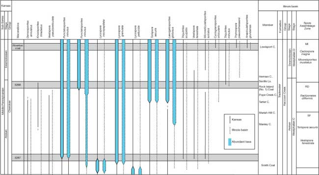 Ranges in Kansas and Illinois are very similar; ones abundant in one area are abundant in the other except for Punctatisporites minutus, which is moe abundant in Illinois.