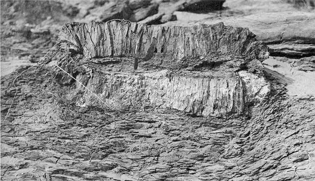 Black and white closeup photo of cone-in-cone; total about 8 inches high and almost 24 inches wide.