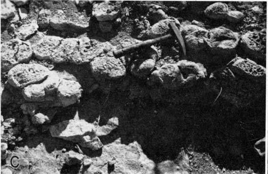 Black and white closeup of algal colonies, rock hammer for scale.