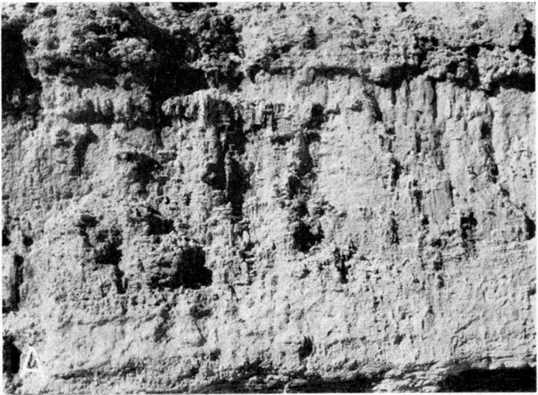 Black and white photo of lime concretions in the Ogallala formation in a road cut through the Devil's Backbone at the south end of Scott County State Park/