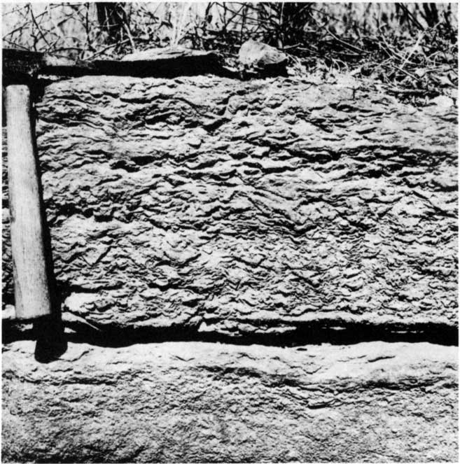 black and white photo of outcrop, 1 foot thick, weathered limestone