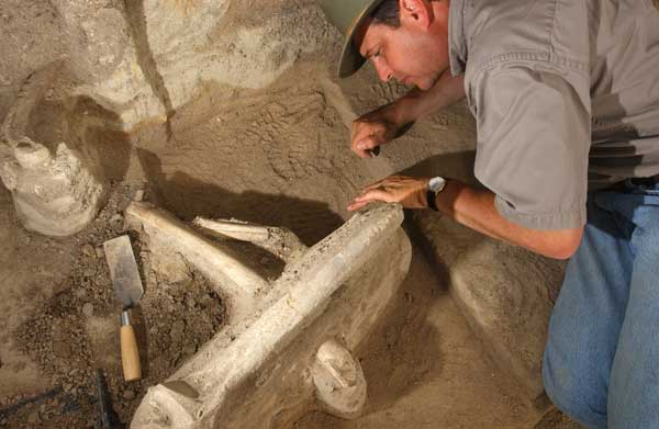 Dr. Mandel leaning over mammoth bone.