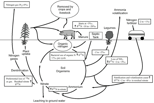 Diagram showing cycle of delta15N moving through environment.