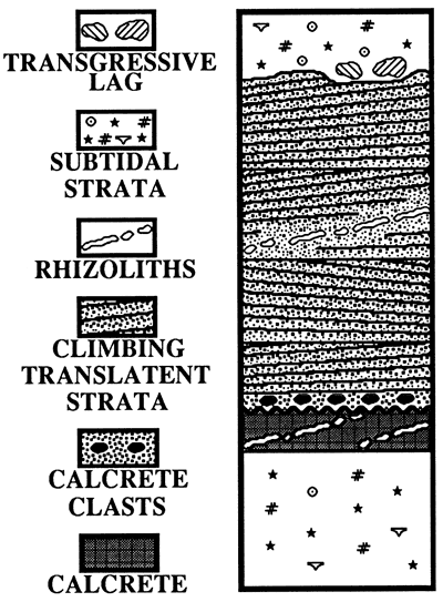 Diagram showing cross section of common eolian sand sheet.