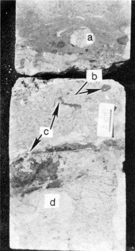 Black and white photo of core slab.