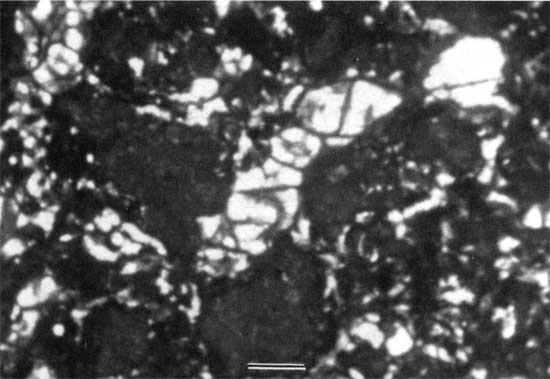 Black and white photo of thin section.