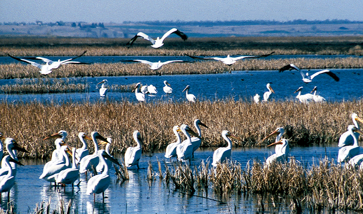 Pelicans at Cheyenne Bottoms