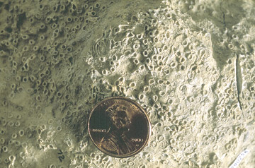Sample of colonial coral Cladochonus.