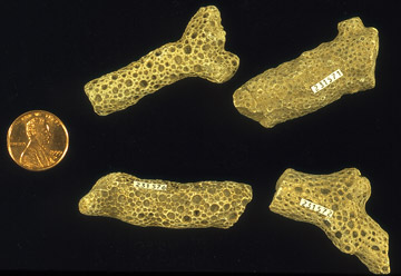 Tabulate coral Thamnoporella illustrates branching structure of some coral colonies.