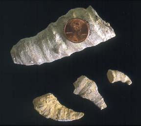 Rugose corals from Douglas County, Kansas.