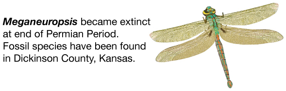 Meganeuropsis became extinct at the end of the Permian Period