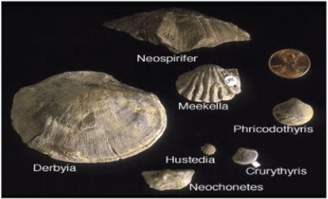 Shells