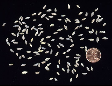 Pennsylvanian fusulinids of the genus Triticites.